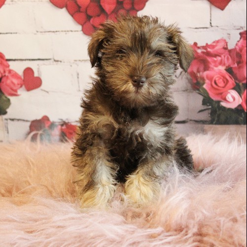 puppy, for, sale, Miniature Schnauzer, rueben  King, dog, breeder, Honey Brook, PA, dog-breeder, puppy-for-sale, forsale, nearby, find, puppyfind, locator, puppylocator, aca