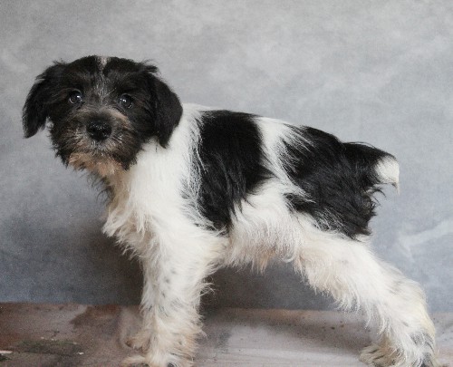 puppy, for, sale, Miniature Schnauzer, rueben  King, dog, breeder, Honey Brook, PA, dog-breeder, puppy-for-sale, forsale, nearby, find, puppyfind, locator, puppylocator, aca