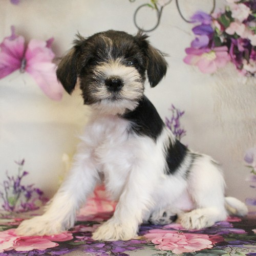 puppy, for, sale, Miniature Schnauzer, Reuben  King, dog, breeder, Honey Brook, PA, dog-breeder, puppy-for-sale, forsale, nearby, find, puppyfind, locator, puppylocator, aca