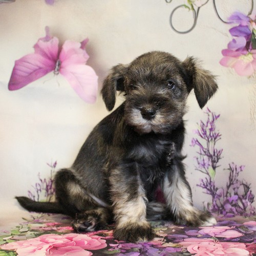 puppy, for, sale, Miniature Schnauzer, Reuben  King, dog, breeder, Honey Brook, PA, dog-breeder, puppy-for-sale, forsale, nearby, find, puppyfind, locator, puppylocator, aca
