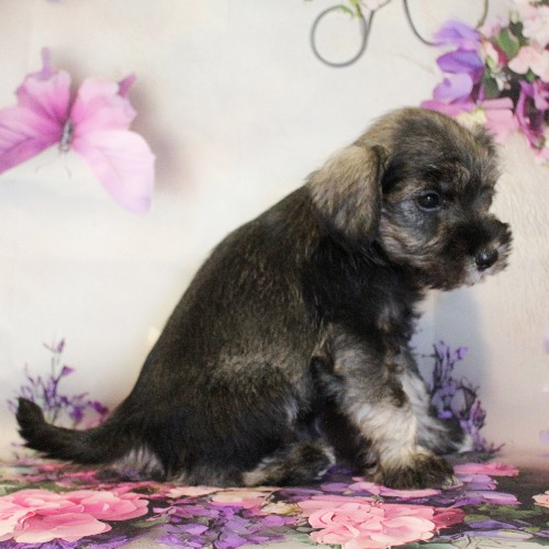 puppy, for, sale, Miniature Schnauzer, Reuben  King, dog, breeder, Honey Brook, PA, dog-breeder, puppy-for-sale, forsale, nearby, find, puppyfind, locator, puppylocator, aca