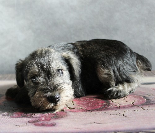 puppy, for, sale, Miniature Schnauzer, rueben  King, dog, breeder, Honey Brook, PA, dog-breeder, puppy-for-sale, forsale, nearby, find, puppyfind, locator, puppylocator, aca