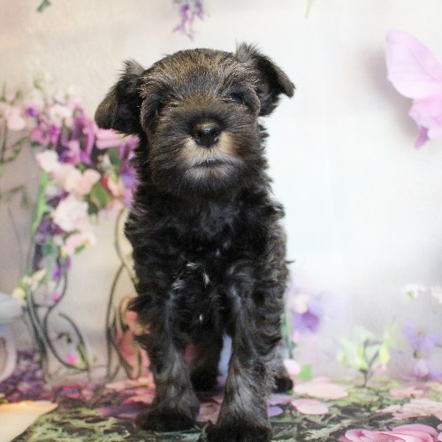 puppy, for, sale, Miniature Schnauzer, Reuben  King, dog, breeder, Honey Brook, PA, dog-breeder, puppy-for-sale, forsale, nearby, find, puppyfind, locator, puppylocator, aca