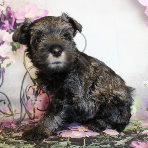 puppy, for, sale, Miniature Schnauzer, Reuben  King, dog, breeder, Honey Brook, PA, dog-breeder, puppy-for-sale, forsale, nearby, find, puppyfind, locator, puppylocator, aca