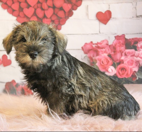 puppy, for, sale, Miniature Schnauzer, rueben  King, dog, breeder, Honey Brook, PA, dog-breeder, puppy-for-sale, forsale, nearby, find, puppyfind, locator, puppylocator, aca
