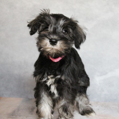 puppy, for, sale, Miniature Schnauzer, rueben  King, dog, breeder, Honey Brook, PA, dog-breeder, puppy-for-sale, forsale, nearby, find, puppyfind, locator, puppylocator, aca