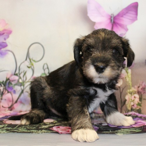 puppy, for, sale, Miniature Schnauzer, Reuben  King, dog, breeder, Honey Brook, PA, dog-breeder, puppy-for-sale, forsale, nearby, find, puppyfind, locator, puppylocator, aca