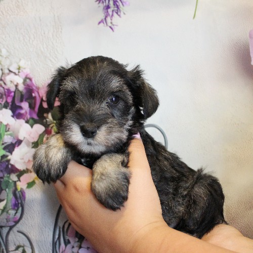 puppy, for, sale, Miniature Schnauzer, Reuben  King, dog, breeder, Honey Brook, PA, dog-breeder, puppy-for-sale, forsale, nearby, find, puppyfind, locator, puppylocator, aca