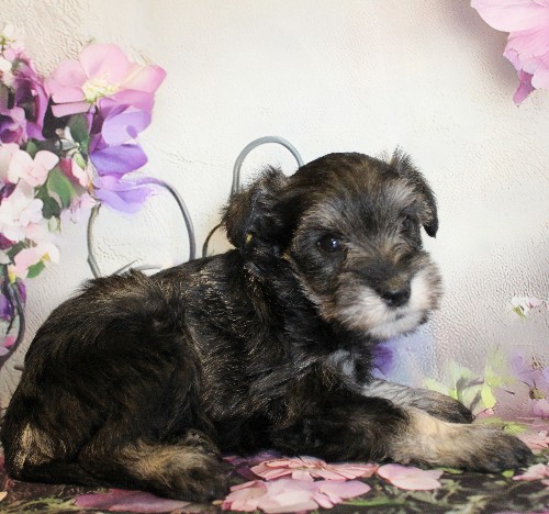 puppy, for, sale, Miniature Schnauzer, Reuben  King, dog, breeder, Honey Brook, PA, dog-breeder, puppy-for-sale, forsale, nearby, find, puppyfind, locator, puppylocator, aca
