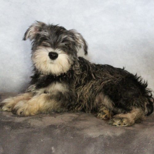puppy, for, sale, Miniature Schnauzer, rueben  King, dog, breeder, Honey Brook, PA, dog-breeder, puppy-for-sale, forsale, nearby, find, puppyfind, locator, puppylocator, aca