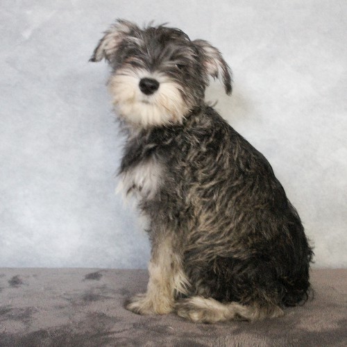 puppy, for, sale, Miniature Schnauzer, rueben  King, dog, breeder, Honey Brook, PA, dog-breeder, puppy-for-sale, forsale, nearby, find, puppyfind, locator, puppylocator, aca