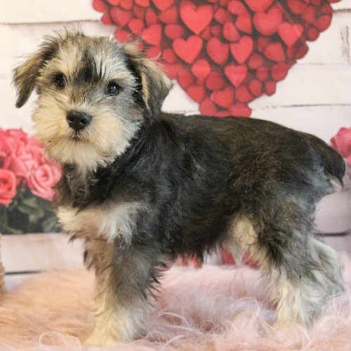 puppy, for, sale, Miniature Schnauzer, rueben  King, dog, breeder, Honey Brook, PA, dog-breeder, puppy-for-sale, forsale, nearby, find, puppyfind, locator, puppylocator, aca