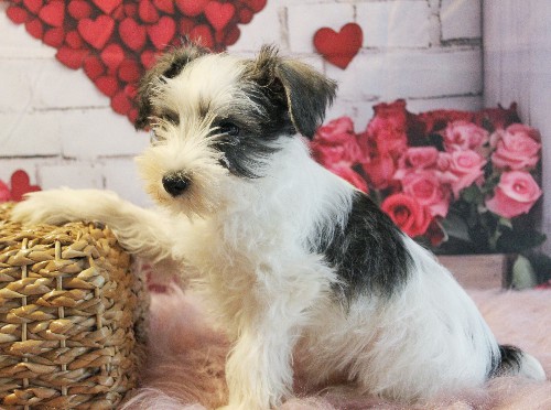 puppy, for, sale, Miniature Schnauzer, rueben  King, dog, breeder, Honey Brook, PA, dog-breeder, puppy-for-sale, forsale, nearby, find, puppyfind, locator, puppylocator, aca