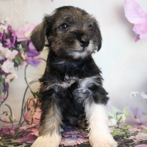 puppy, for, sale, Miniature Schnauzer, Reuben  King, dog, breeder, Honey Brook, PA, dog-breeder, puppy-for-sale, forsale, nearby, find, puppyfind, locator, puppylocator, aca
