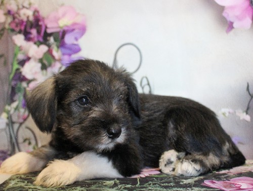 puppy, for, sale, Miniature Schnauzer, Reuben  King, dog, breeder, Honey Brook, PA, dog-breeder, puppy-for-sale, forsale, nearby, find, puppyfind, locator, puppylocator, aca